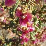 Salsola oppositifolia Λουλούδι