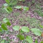 Carpinus betulus Leaf