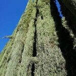 Cupressus sempervirensΣυνήθη χαρακτηριστικά