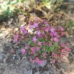 Pistorinia hispanica Flower