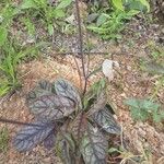 Hieracium venosum Leaf