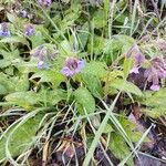 Pulmonaria affinis Fula