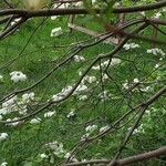 Cornus nuttallii Otro
