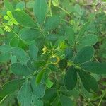 Senna obtusifolia Blad