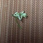Fumaria bicolor 花
