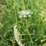 Pimpinella anisum Habitat