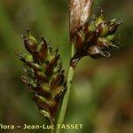 Carex umbrosa Frukto