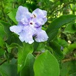 Brunfelsia uniflora Fleur