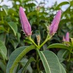 Cryptostegia grandiflora Žiedas