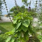Coleus barbatus Leht