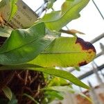 Microgramma nitida Habitus