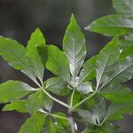 Parmentiera valerii Leaf