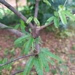 Mimosa polycarpa Bark