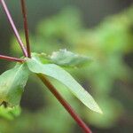 Euphorbia stricta برگ