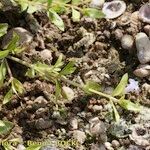 Lindernia dubia 形態