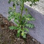 Senecio vulgaris Hábito