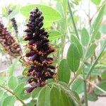 Amorpha fruticosa Blomma