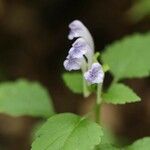 Scutellaria brachyspica Flor