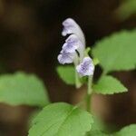 Scutellaria brachyspica