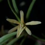 Epidendrum isomerum 花