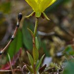 Saxifraga hirculus Цветок