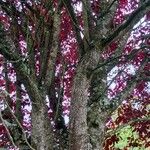 Prunus cerasifera Bark