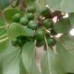 Rhamnus cathartica Плод