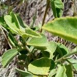 Hibiscus flavifolius Blatt