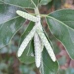 Garrya elliptica Flower