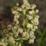 Galium angustifolium Fiore