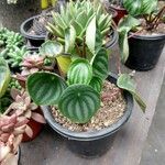 Peperomia argyreia Лист