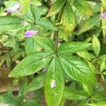 Cleome houtteana Leaf