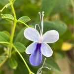 Rotheca myricoides फूल