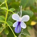 Rotheca myricoides Blomst