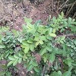 Phyllanthus reticulatus Leaf