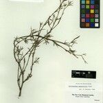 Stylosanthes angustifolia