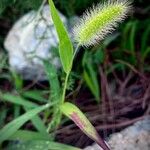 Setaria viridis Fruto