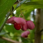 Euonymus hamiltonianus 果實