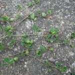 Medicago murex Hábito