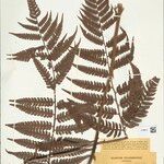Cyathea cyatheoides Folla