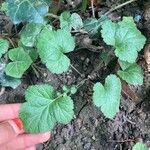 Geum sylvaticumLeaf