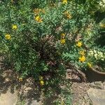 Hypericum frondosum Květ