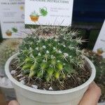 Mammillaria winterae Leaf