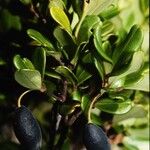 Uromyrtus emarginata Fruit