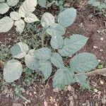 Oroxylum indicum Leaf