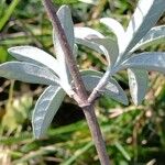 Buddleja saligna Leaf