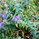 Symphyotrichum novae-angliae Habitus