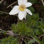 Anemone baldensis Fula