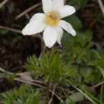 Anemone baldensis Flower