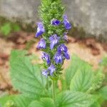 Salvia hispanica Λουλούδι